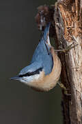 Eurasian Nuthatch