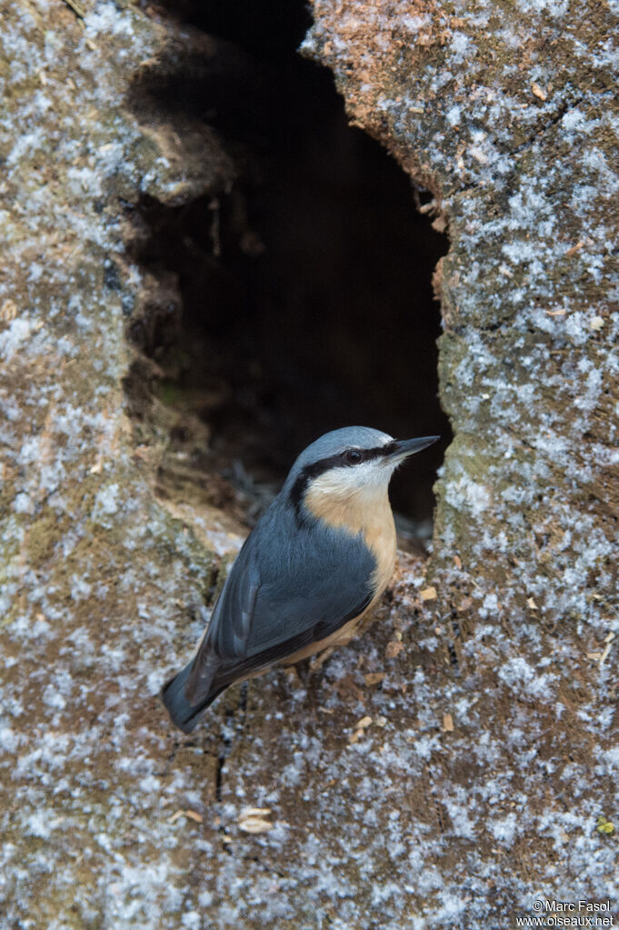 Eurasian Nuthatchadult, identification