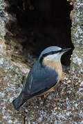 Eurasian Nuthatch