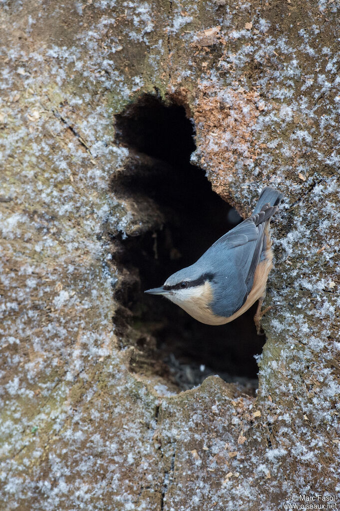 Eurasian Nuthatchadult, identification