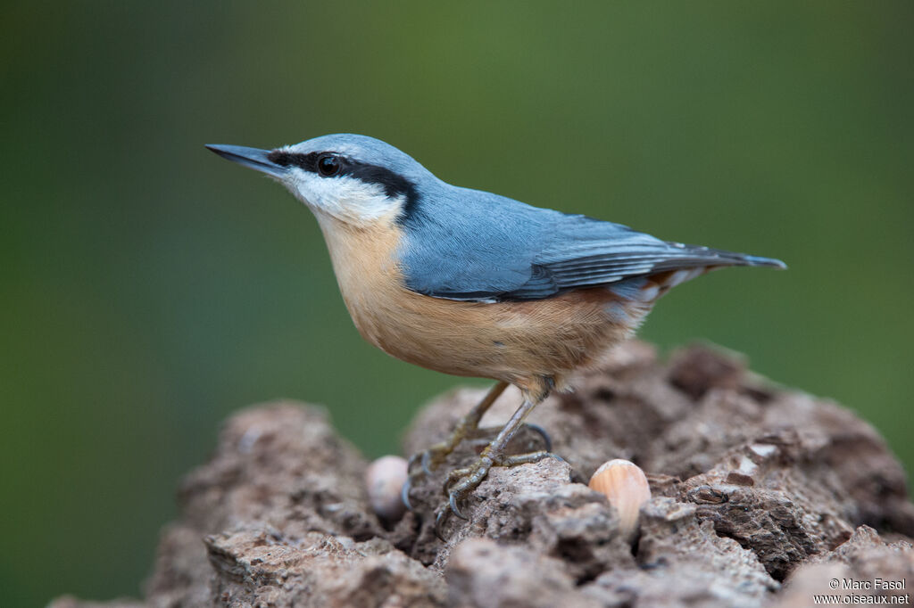 Eurasian Nuthatchadult, identification, feeding habits