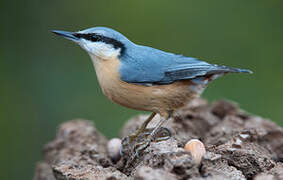 Eurasian Nuthatch