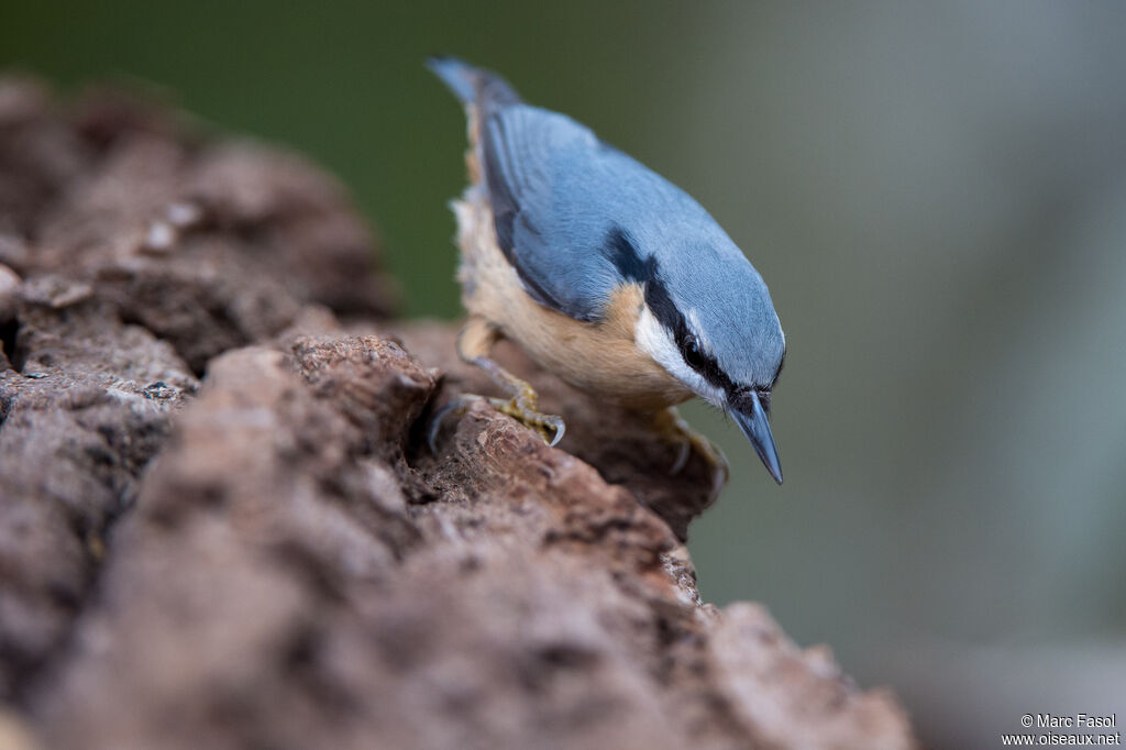 Eurasian Nuthatchadult post breeding, identification