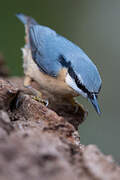 Eurasian Nuthatch