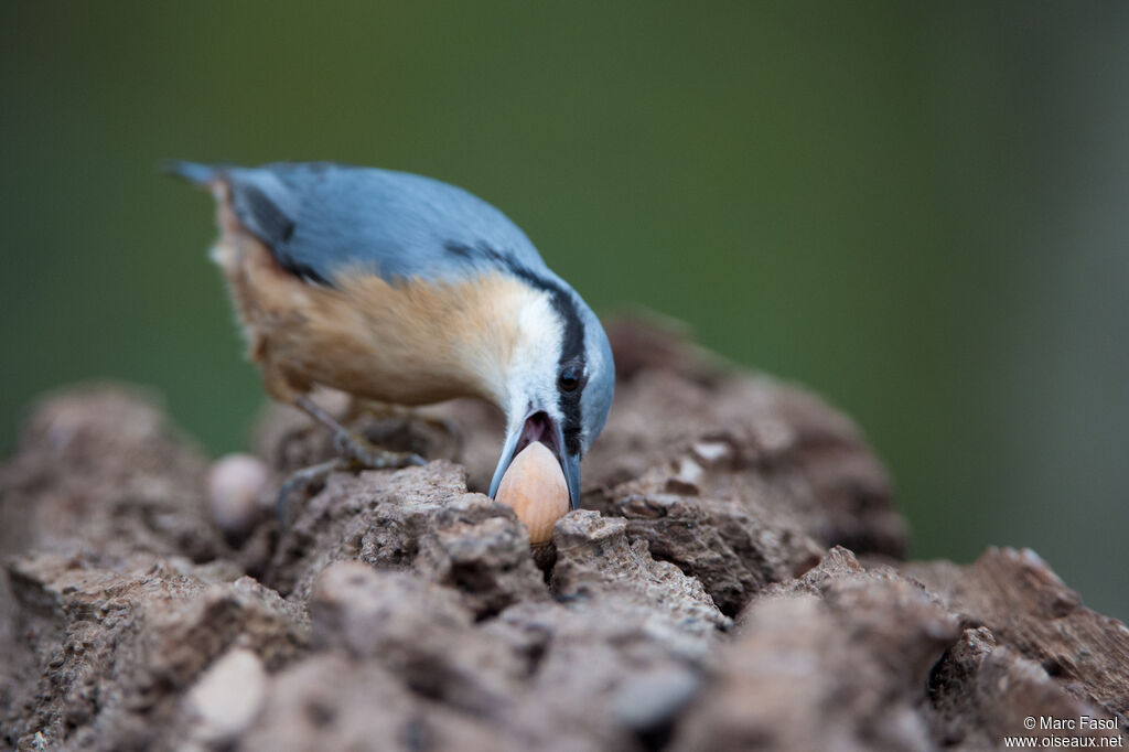 Eurasian Nuthatchadult, identification, feeding habits