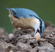 Eurasian Nuthatch