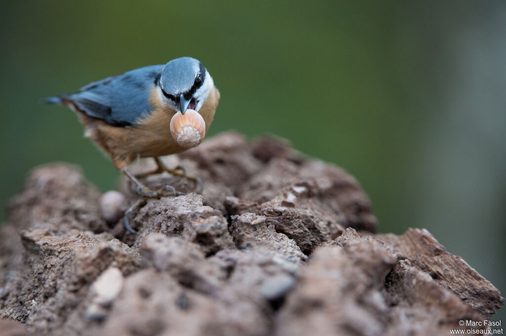 Eurasian Nuthatchadult, identification, feeding habits