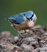 Eurasian Nuthatch