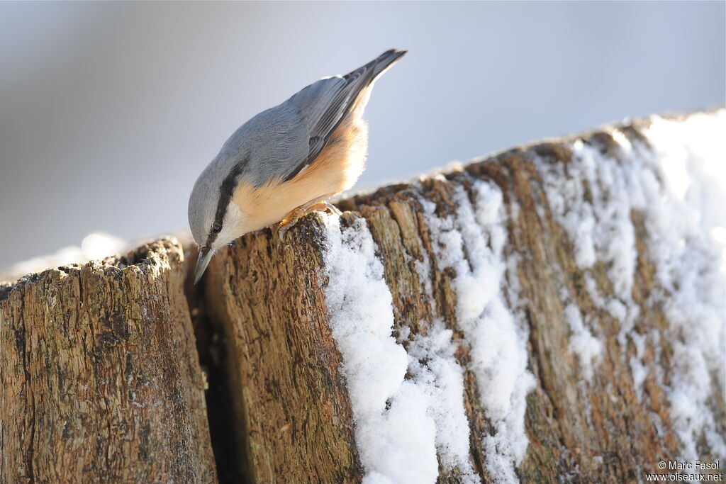 Eurasian Nuthatchadult, feeding habits, Behaviour