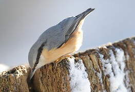 Eurasian Nuthatch