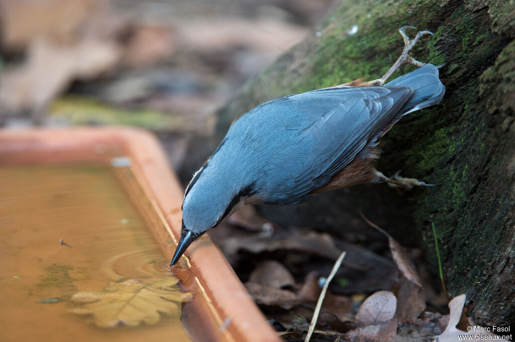 Eurasian Nuthatchadult, drinks