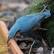 Eurasian Nuthatch