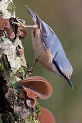 Eurasian Nuthatch