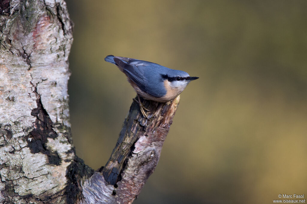 Eurasian Nuthatchadult, identification