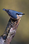 Eurasian Nuthatch