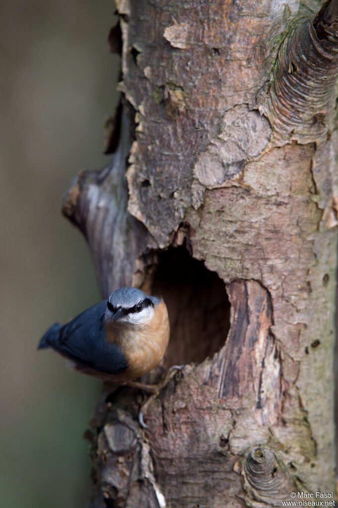 Eurasian Nuthatchadult, identification