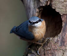 Eurasian Nuthatch