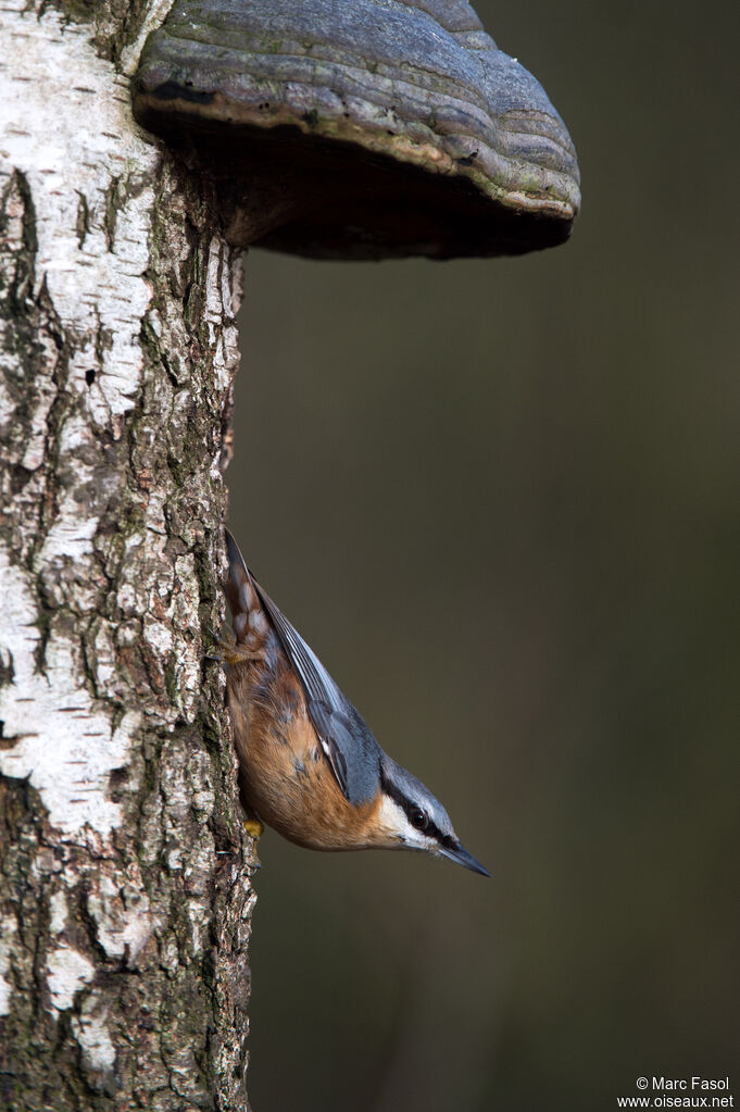 Eurasian Nuthatchadult, identification