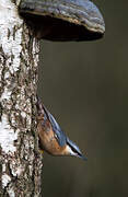 Eurasian Nuthatch