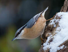 Eurasian Nuthatch