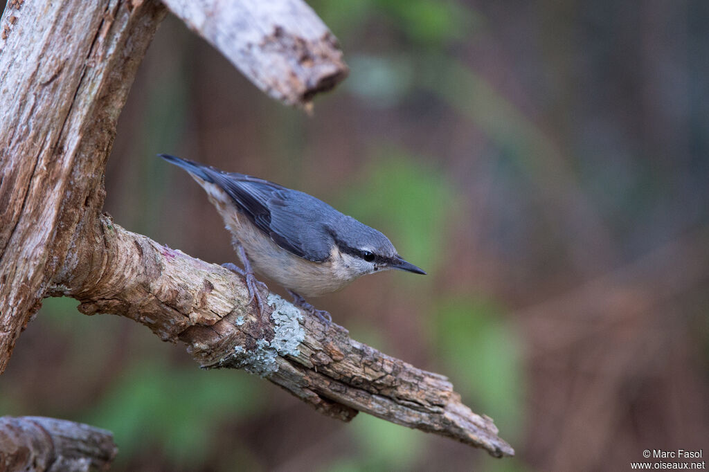 Eurasian Nuthatchjuvenile, identification