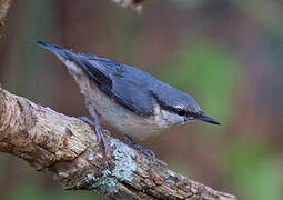 Eurasian Nuthatch