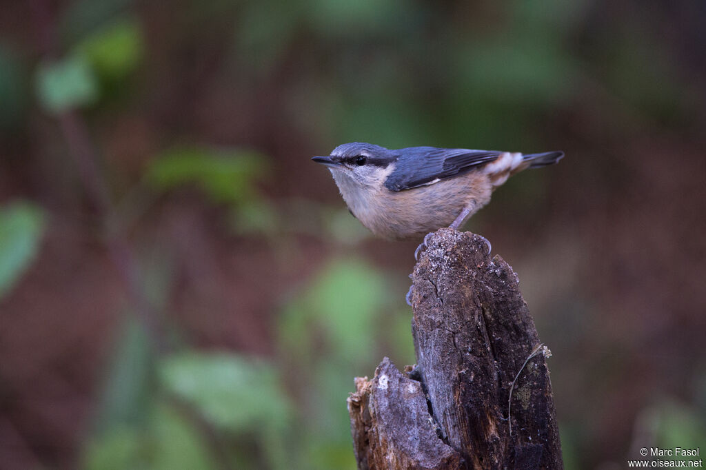 Eurasian Nuthatchjuvenile