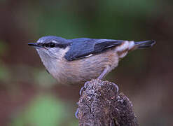 Eurasian Nuthatch