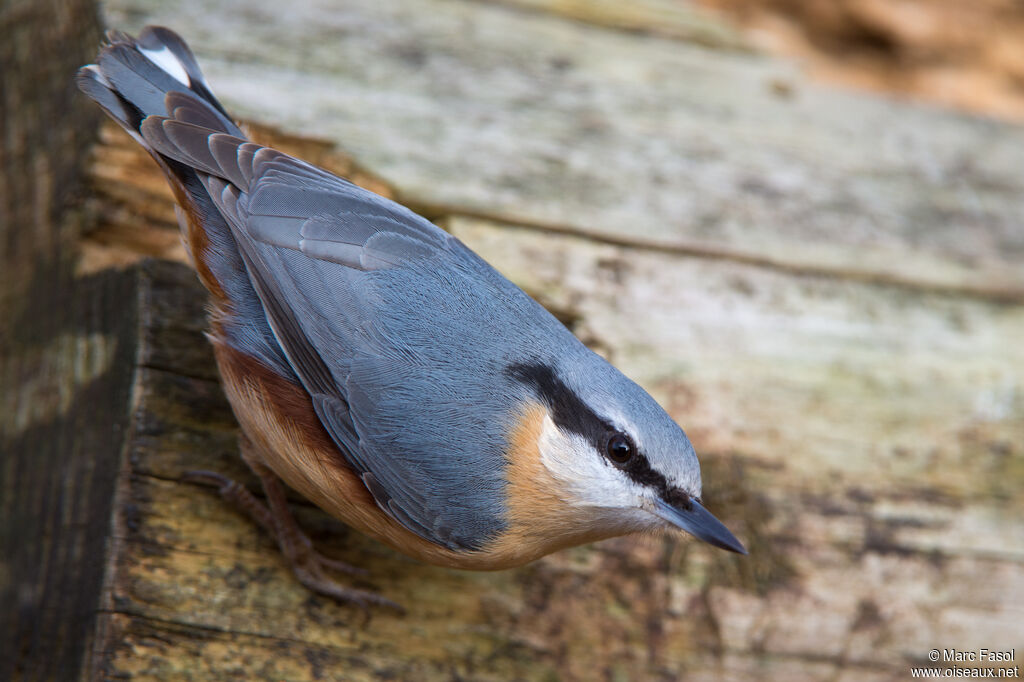 Eurasian Nuthatchadult, identification