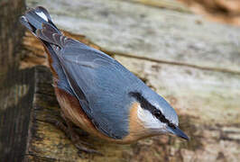 Eurasian Nuthatch