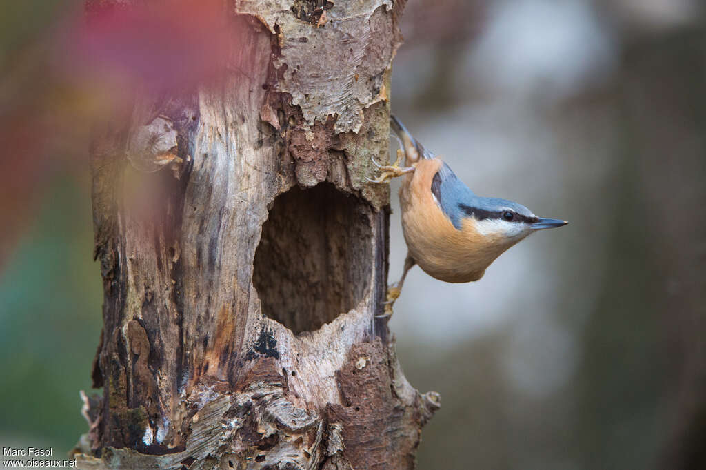 Eurasian Nuthatchadult, Reproduction-nesting