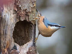 Eurasian Nuthatch