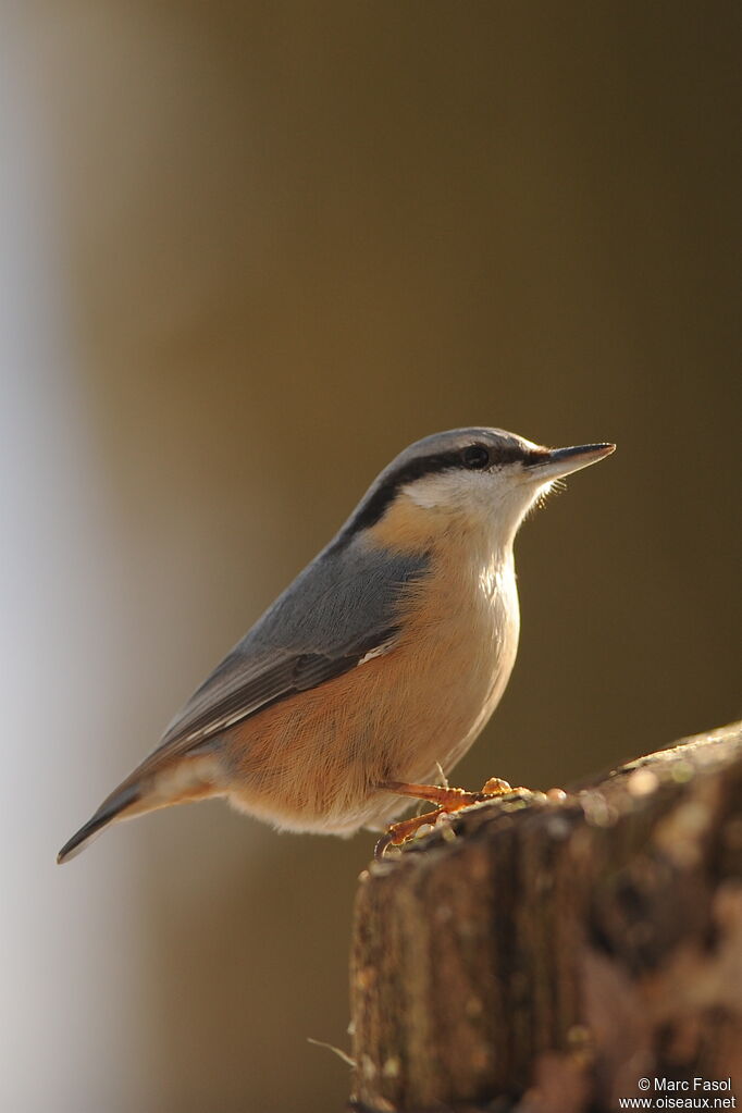 Eurasian Nuthatchadult post breeding, identification