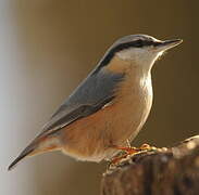 Eurasian Nuthatch