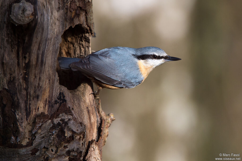 Eurasian Nuthatchadult post breeding, identification