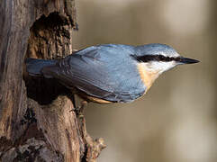 Eurasian Nuthatch