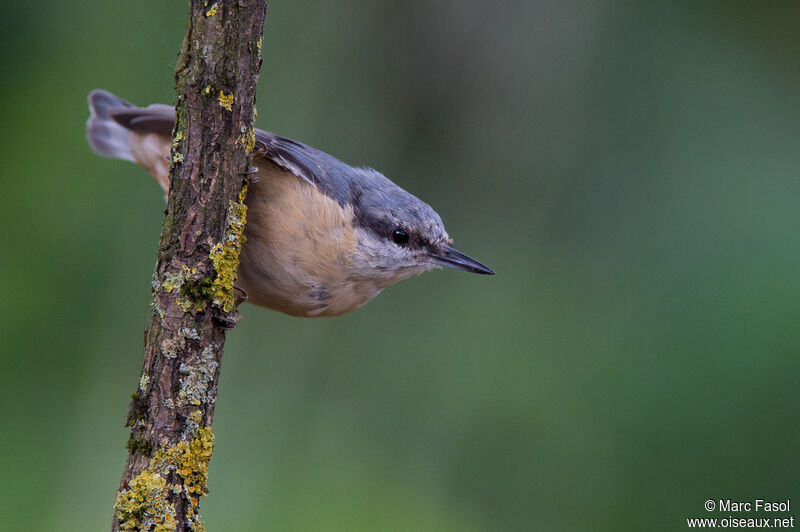 Eurasian Nuthatchadult post breeding, moulting