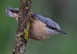 Eurasian Nuthatch