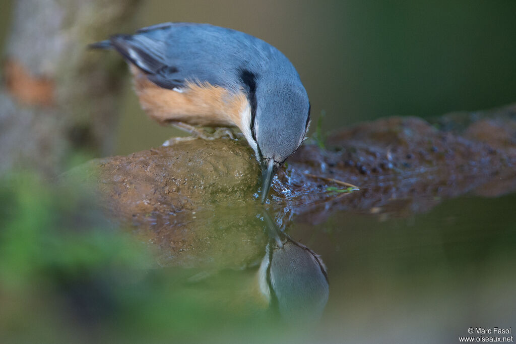 Eurasian Nuthatchadult, identification, drinks