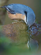 Eurasian Nuthatch