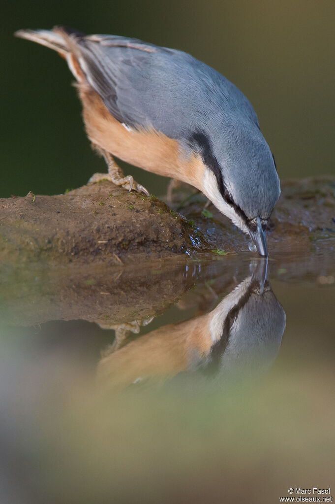 Eurasian Nuthatchadult, drinks