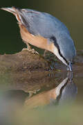 Eurasian Nuthatch