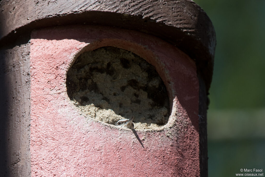 Eurasian Nuthatchadult breeding, Reproduction-nesting