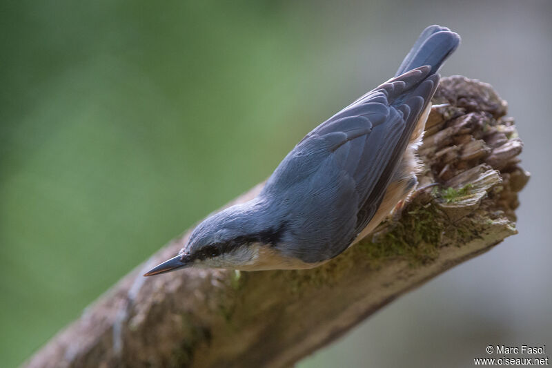 Eurasian Nuthatchadult, moulting