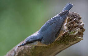 Eurasian Nuthatch