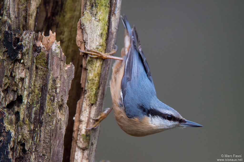 Eurasian Nuthatchadult, identification