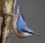 Eurasian Nuthatch