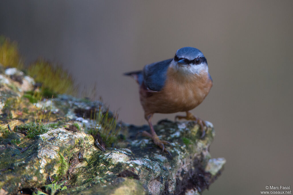 Sittelle torchepotadulte, identification