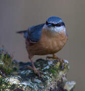 Eurasian Nuthatch