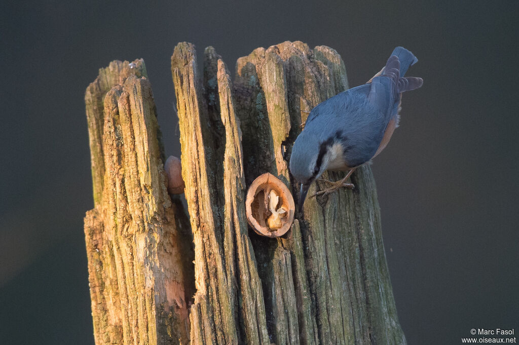 Eurasian Nuthatchadult, identification, feeding habits, eats